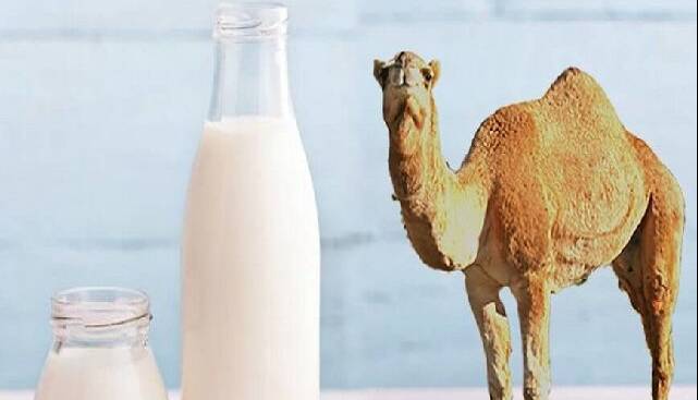 شیر شتر شدت آسم را کاهش می‌دهد