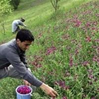 توسعه گیاهان دارویی، ارتقاء اقتصاد کشاورزان