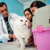 لزوم واکسیناسیون حیوانات خانگی/ اجتناب از مصرف فرآوردههای دامی غیرپاستوریزه
