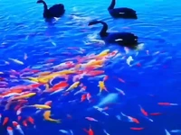 تا حالا قوی سیاه تا حالا دیده بودید!
