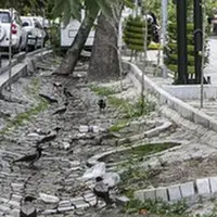 ورود دادستانی به پرونده خشکیدگی و قطع درختان تهران