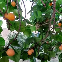 میوه‌ای از دل خاکِ تشنه؛ زردآلوی دورود‌ امیدی برای لرستان خشکیده!