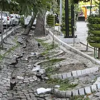 ورود دادستانی به پرونده خشکیدگی و قطع درختان تهران