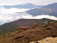 جنگ شاخ به شاخ در ارتفاعات مازندران