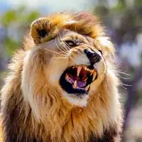 حمله شیر خانگی به زن و دو کودک در لاهور