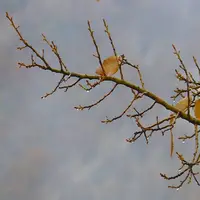 هشدار رگبار و تندباد در آذربایجان غربی