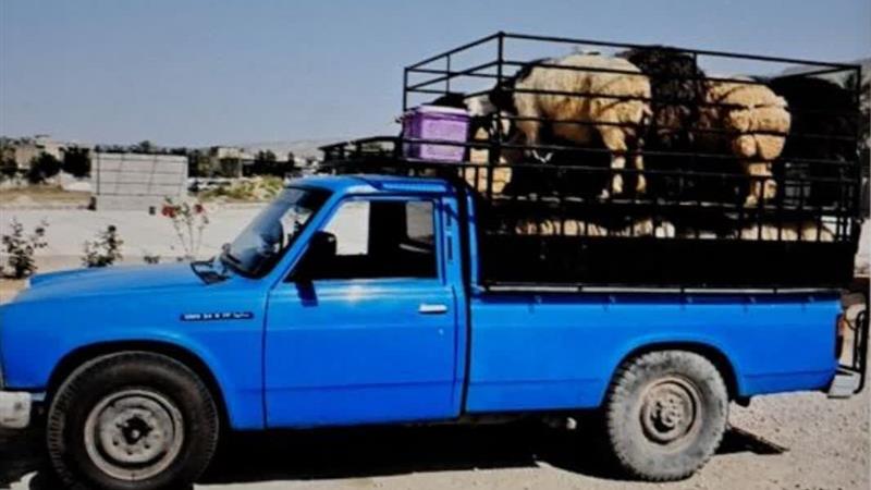 کشف احشام و الوار جنگلی قاچاق در جاده خلخال - اسالم