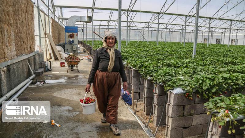 گلخانهها در صدر رشد فعالیتهای کشاورزی در کردستان