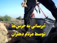 آب‌نوشی خرس مادر و توله‌هایش در دهلران