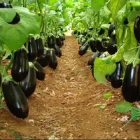 افزایش ۸۶ درصدی راندمان پرورش بادمجان با نانوعصاره گیاهی