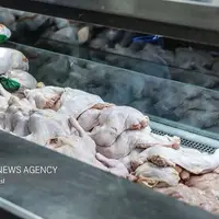 تولید گوشت مرغ گرم در استان بوشهر افزایش یافت
