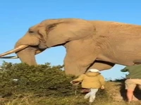 اندازه عجیب فیل نر آفریقایی!