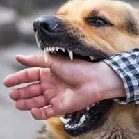 افزایش نگران‌کننده حیوان‌گزیدگی در بندرعباس