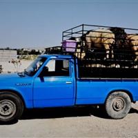 کشف احشام و الوار جنگلی قاچاق در جاده خلخال - اسالم