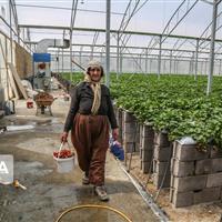 گلخانه‌ها در صدر رشد فعالیت‌های کشاورزی در کردستان