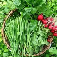 اگه میخوای سبزی هات خراب نشه تازه بمونه این کارو کن!