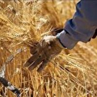 خرید بیش از ۳۸ هزار تُن گندم در خراسان شمالی