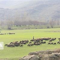 نماینده مجلس: طرح ممیزی مراتع کمکی بزرگ در حل مشکلات عشایر گرمسار و آرادان است