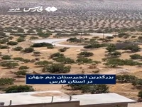 نمایی از بزرگترین انجیرستان دیم جهان در استهبان فارس