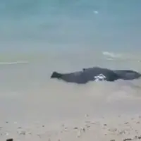 فرار سفره ماهی از شکار کوسه ها در نزدیکی ساحل جزیره خارک 