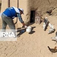 هشدار دامپزشکی کردستان به مرغداران در خصوص سندرم بیماری‌های تنفسی طیور