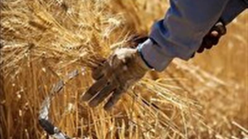 خرید بیش از ۳۸ هزار تُن گندم در خراسان شمالی