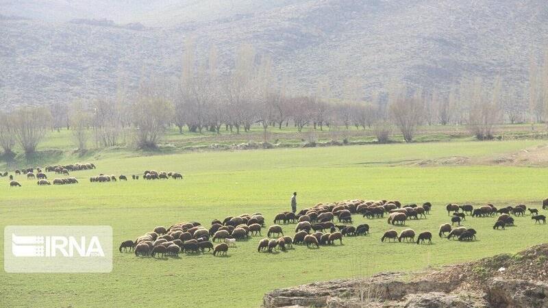 نماینده مجلس: طرح ممیزی مراتع کمکی بزرگ در حل مشکلات عشایر گرمسار و آرادان است