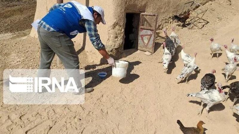 هشدار دامپزشکی کردستان به مرغداران در خصوص سندرم بیماریهای تنفسی طیور