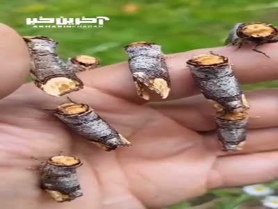پروانه ای که استاد استتار است