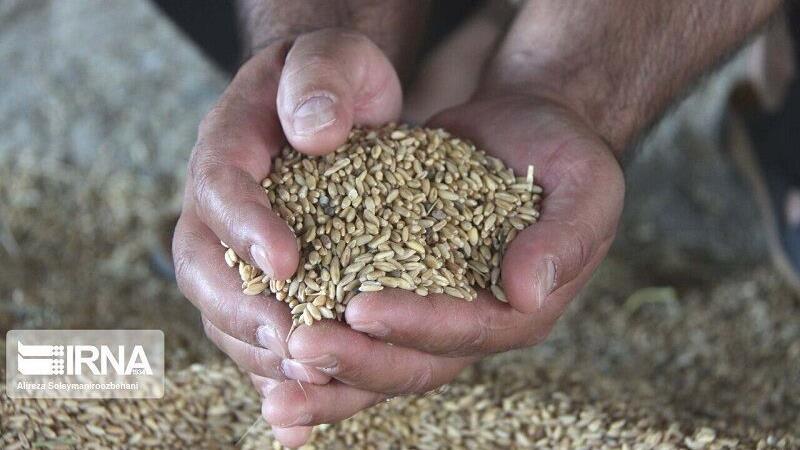 توزیع 1200 تن نهاده دامی در شیروان خراسان‌شمالی
