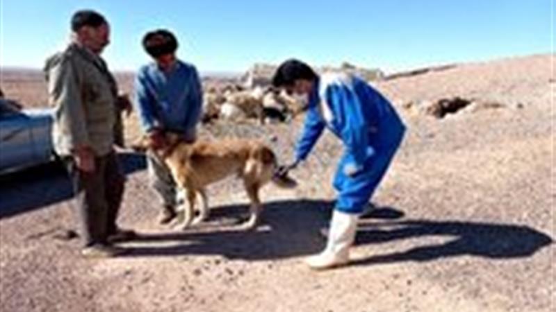 عملکرد واکسیناسیون هاری در فصل بهار بیش از تعهدات پیش بینی شده