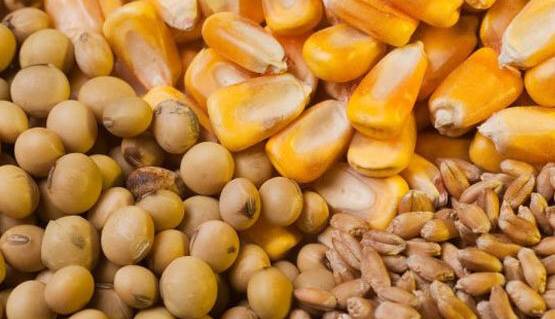 گله اتحادیه واردکنندگان نهاده‌های دامی در پرداخت مطالبات ارزی