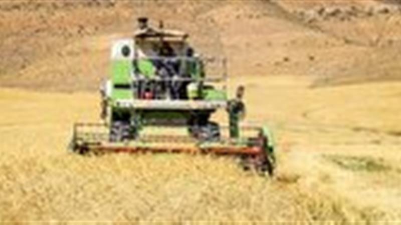طرح جهش تولید در دیمزارهای استان مرکزی