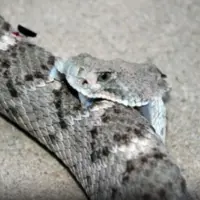 لحظه ترسناک نیش زدن مار به خودش با سر قطع شده