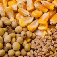 گله اتحادیه واردکنندگان نهاده‌های دامی در پرداخت مطالبات ارزی