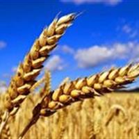 فعالیت ۵۸ مرکز خرید گندم در کردستان