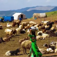 تامین ۲۵ درصد گوشت مورد نیاز توسط عشایر  