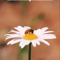طرح/ رزق را نزد خدا بجویید