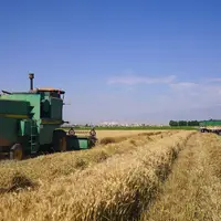 خرید ۴۶۰ هزار تن گندم از کشاورزان کرمانشاه