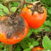 راهکاری طبیعی برای مبارزه با قارچ پژمرده‌کننده گوجه‌فرنگی