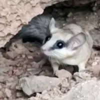ثبت تصویر سنجابک درختی در نایین برای اولین‌ بار