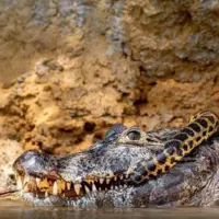  لحظه بلعیدن نفس گیر مار پیتون و تمساح