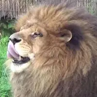 لاشه شکار در دهان شیر گرسنه