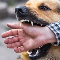 بیشترین حیوان‌گزیدگی در همدان مربوط به حیوانات خانگی است