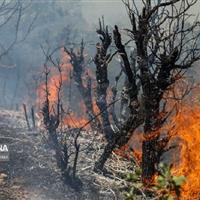 دامن زدن باد شدید به آتش‌سوزی در عرصه‌های طبیعی کردستان/ ۹۶۲ هکتار جنگل و مرتع سوخت