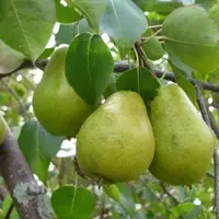 ۷۶۳ تن سیب و گلابی در بابل برداشت شد