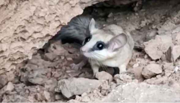 ثبت تصویر سنجابک درختی در نایین برای اولین بار