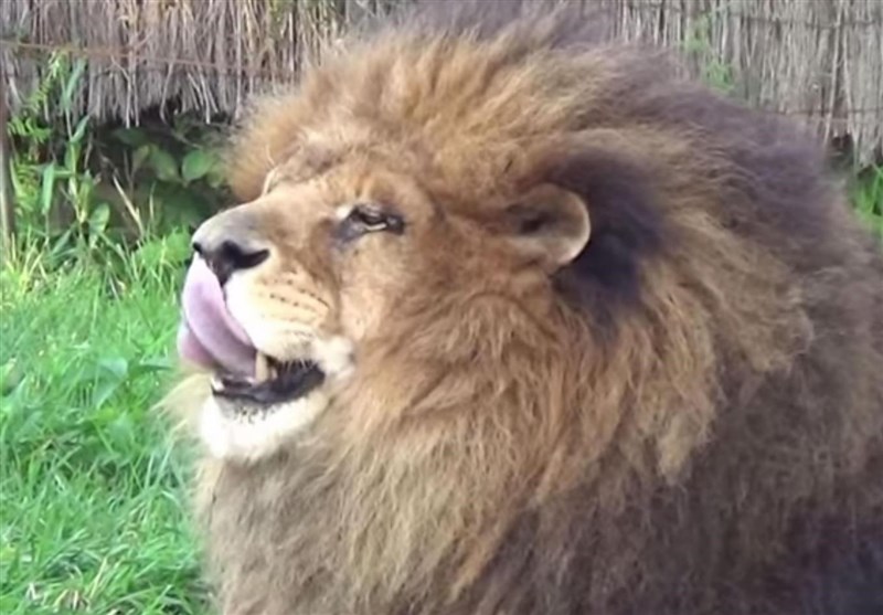 لاشه شکار در دهان شیر گرسنه