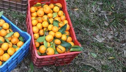 مرکبات سلاحی برای مبارزه با افسردگی