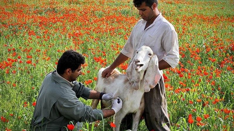 واکسن تب برفکی ایرانی؛ نتیجه 5 سال تحقیق دانشمندان هستهای